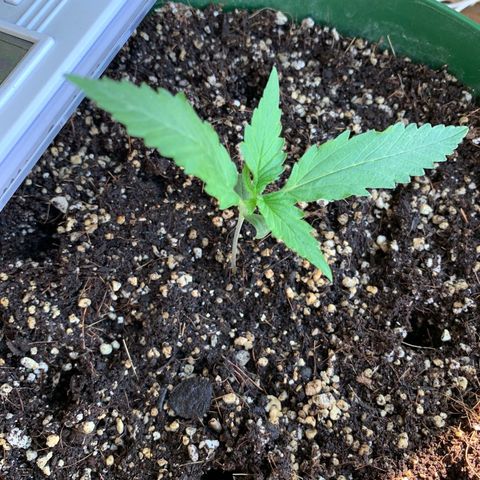 Blueberry Auto growlog timeline photo