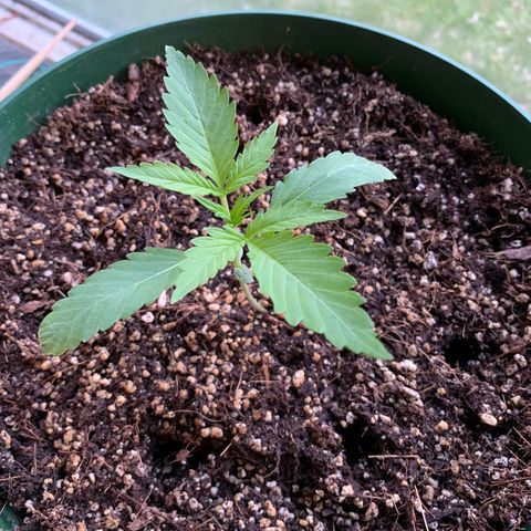 Blueberry Auto growlog timeline photo