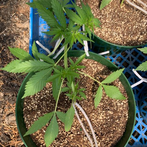 Blueberry Auto growlog timeline photo