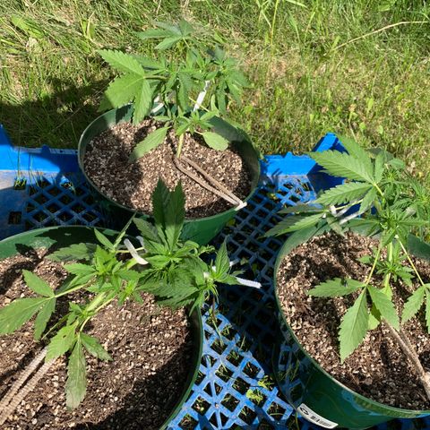 Blueberry Auto growlog timeline photo