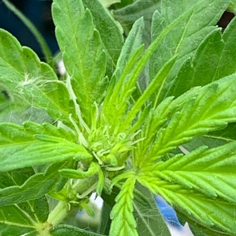 Blueberry Auto growlog photo: Pre-flower already!