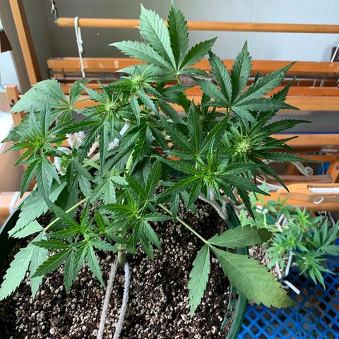 Blueberry Auto growlog timeline photo