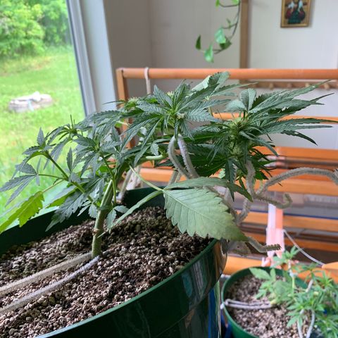 Blueberry Auto growlog timeline photo