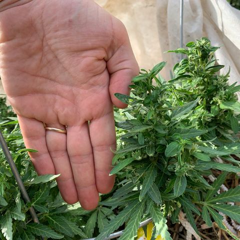Blueberry Auto growlog photo: Buds looking weird. 