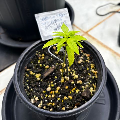 Somango 47 THC Foto growlog timeline photo