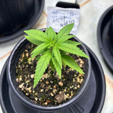 Somango 47 THC Foto growlog timeline photo