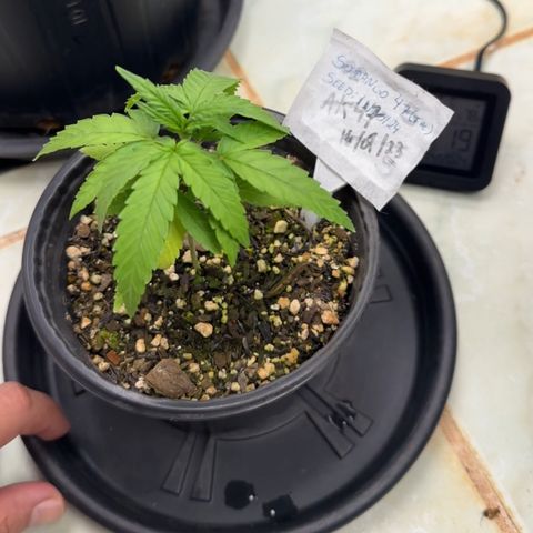 Somango 47 THC Foto growlog timeline photo