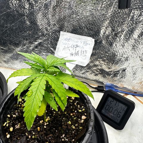 Somango 47 THC Foto growlog timeline photo