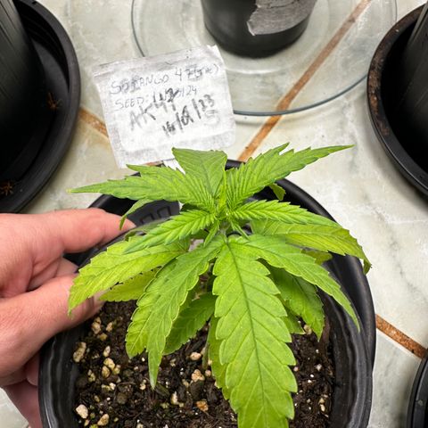 Somango 47 THC Foto growlog timeline photo