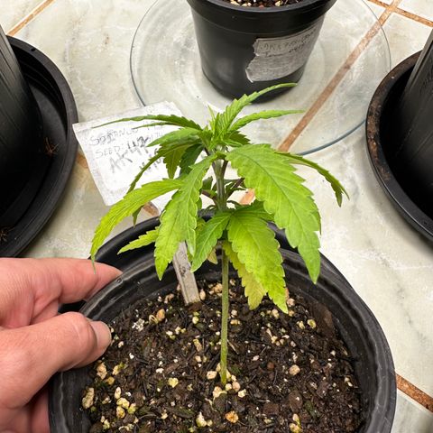 Somango 47 THC Foto growlog timeline photo