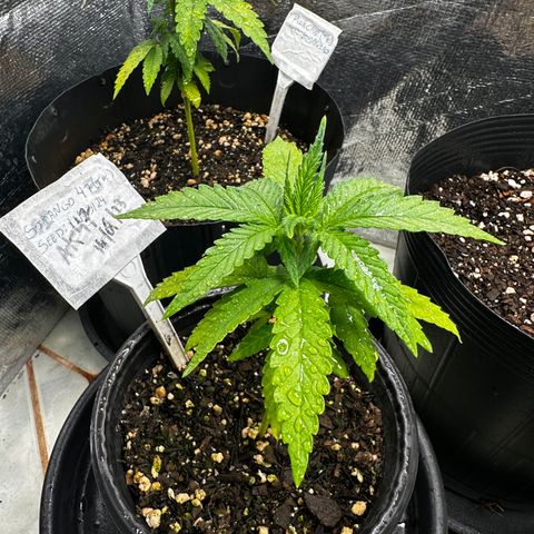 Somango 47 THC Foto growlog timeline photo
