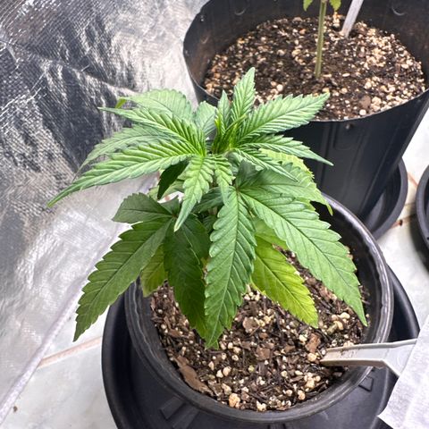 Somango 47 THC Foto growlog timeline photo