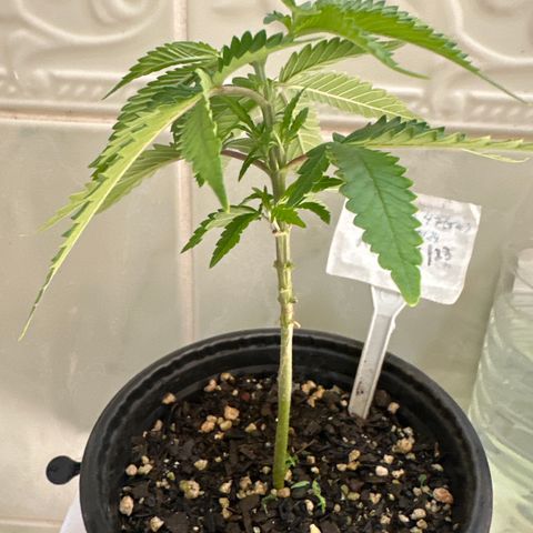 Somango 47 THC Foto growlog photo: Poda apical.
Quebrei sem querer e arranquei tudo
