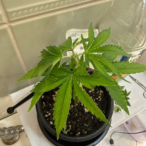 Somango 47 THC Foto growlog photo: Poda apical.
Quebrei sem querer e arranquei tudo