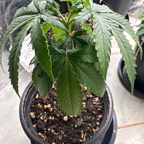 Somango 47 THC Foto growlog timeline photo