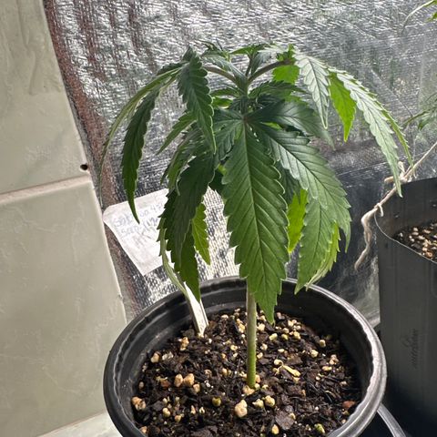 Somango 47 THC Foto growlog timeline photo