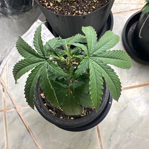 Somango 47 THC Foto growlog timeline photo