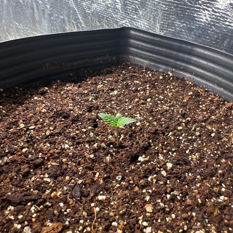 GMO Cookies Auto #1 growlog timeline photo