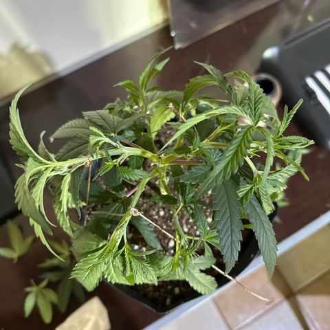 Somango 47 THC Foto growlog photo: Poda e amarração 