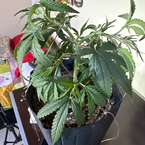 Somango 47 THC Foto growlog photo: Poda e amarração 
