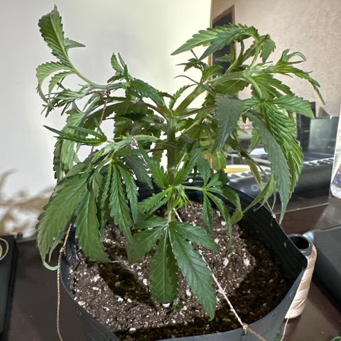 Somango 47 THC Foto growlog photo: Poda e amarração 
