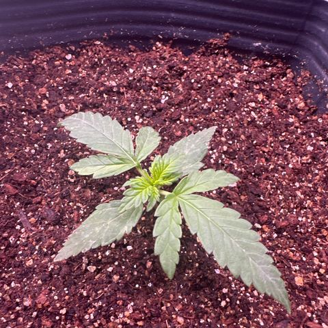 GMO Cookies Auto #1 growlog timeline photo