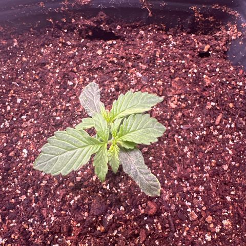 GMO Cookies Auto #1 growlog timeline photo