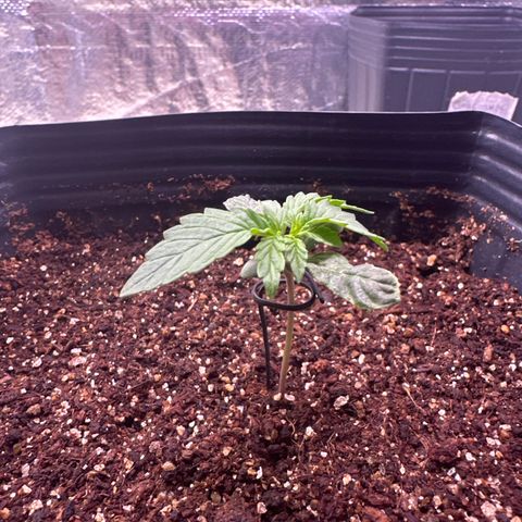 GMO Cookies Auto #1 growlog timeline photo