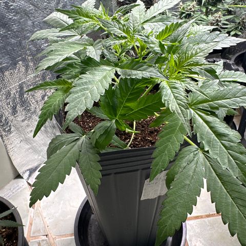 GMO Cookies Auto #1 growlog timeline photo
