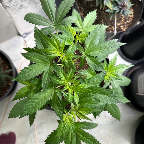GMO Cookies Auto #1 growlog timeline photo