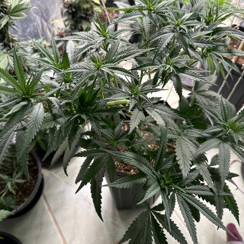 Somango 47 THC Foto growlog timeline photo