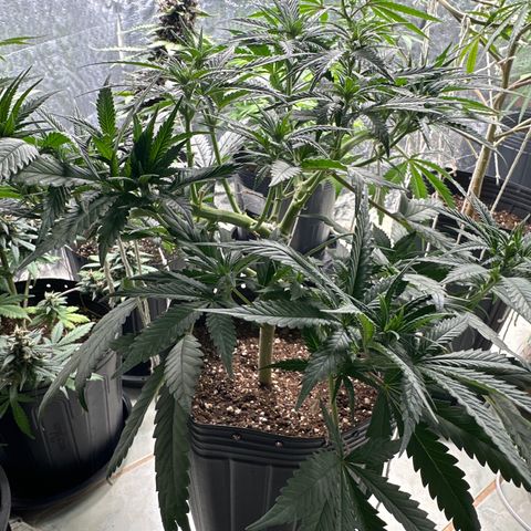 Somango 47 THC Foto growlog timeline photo
