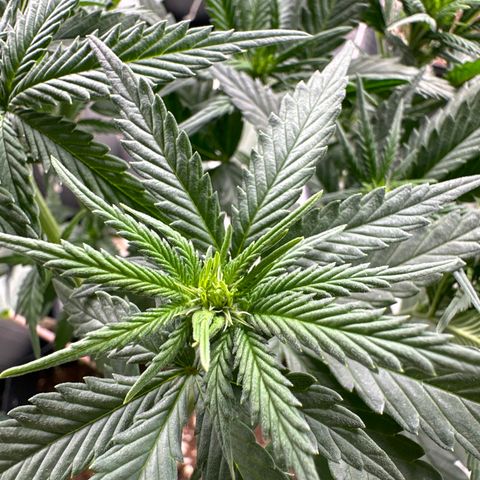 Somango 47 THC Foto growlog timeline photo