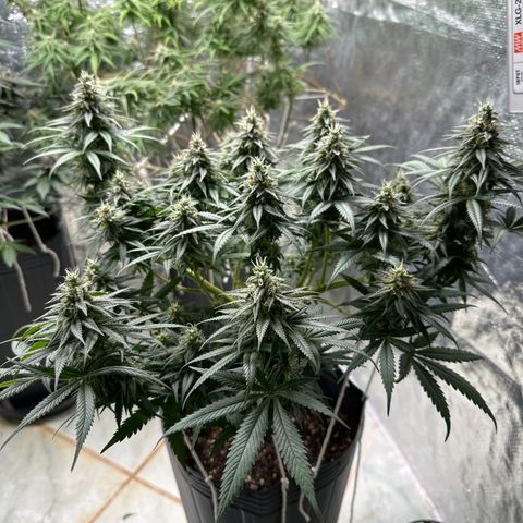 Somango 47 THC Foto growlog timeline photo