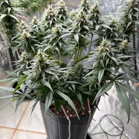 Somango 47 THC Foto growlog timeline photo