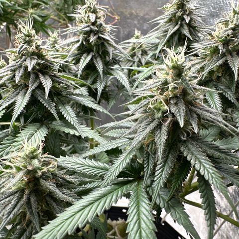 Somango 47 THC Foto growlog timeline photo