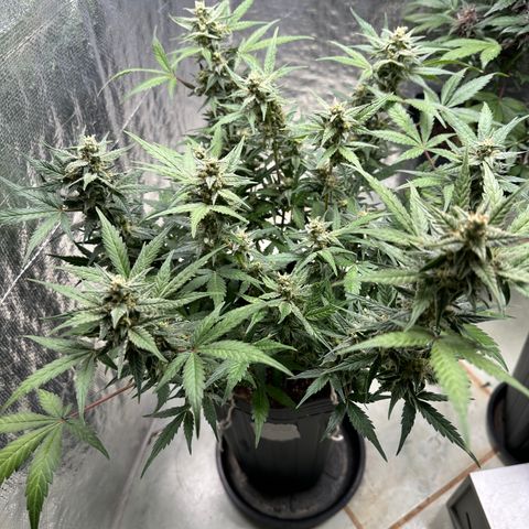 GMO Cookies Auto #1 growlog timeline photo