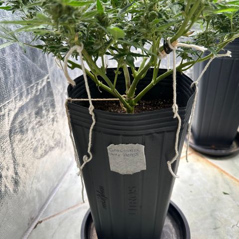 GMO Cookies Auto #1 growlog timeline photo