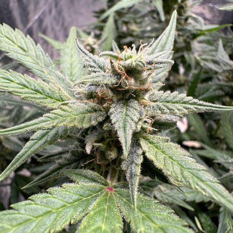 GMO Cookies Auto #1 growlog timeline photo