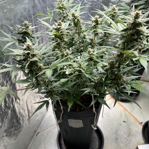 GMO Cookies Auto #1 growlog timeline photo