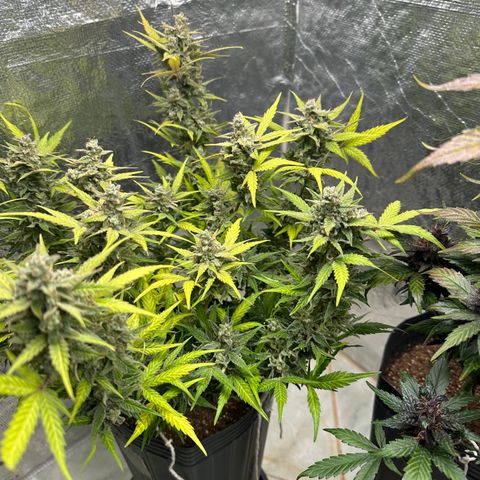 GMO Cookies Auto #1 growlog timeline photo
