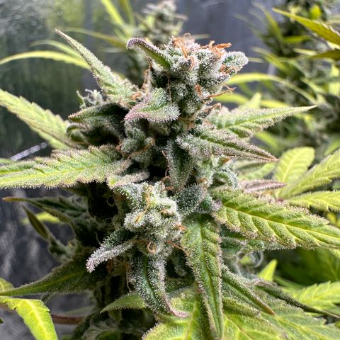 GMO Cookies Auto #1 growlog timeline photo