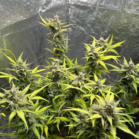 GMO Cookies Auto #1 growlog timeline photo