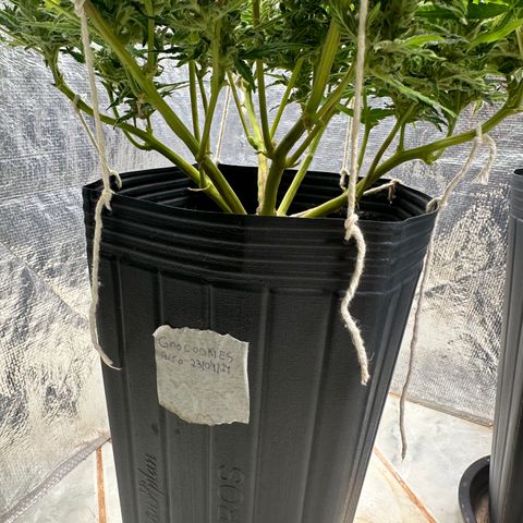 GMO Cookies Auto #1 growlog timeline photo