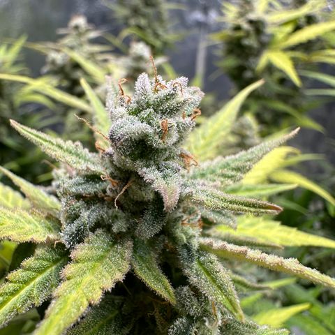 GMO Cookies Auto #1 growlog timeline photo