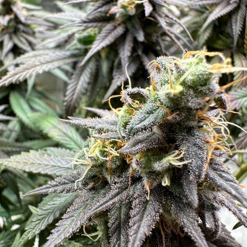Somango 47 THC Foto growlog timeline photo