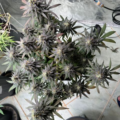 Somango 47 THC Foto growlog timeline photo