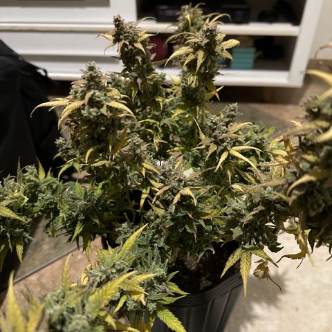 Somango 47 THC Foto growlog timeline photo