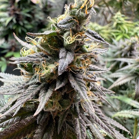Somango 47 THC Foto growlog timeline photo