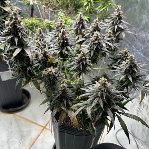 Somango 47 THC Foto growlog timeline photo